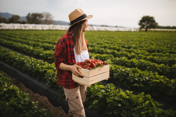 Female farmer holds crate of strawberries as they view green crops